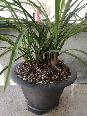 田螺养殖技术免费视频教程_田螺的养殖技术视频_养殖田螺的视频