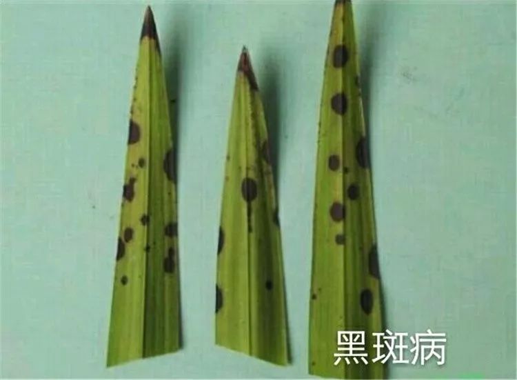 田螺养殖技术免费视频教程_养殖田螺的视频_田螺的养殖技术视频
