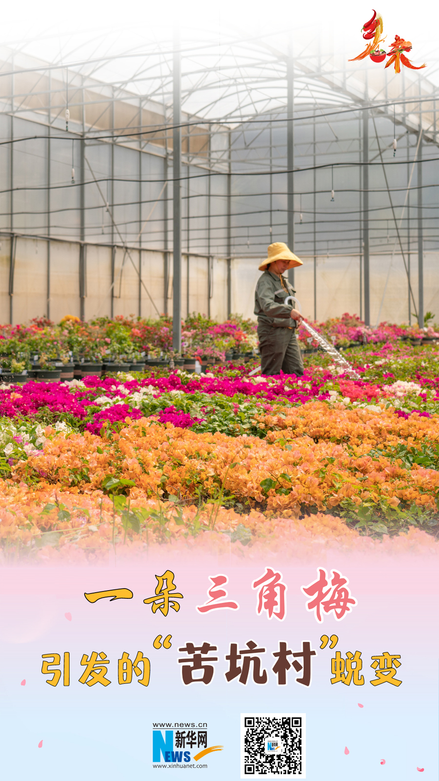 乡味丨一朵三角梅引发的“苦坑村”蜕变