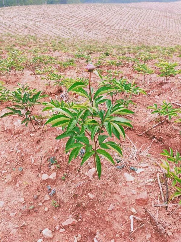 致富种植芍药项目简介_种芍药赚钱吗_种植芍药致富项目