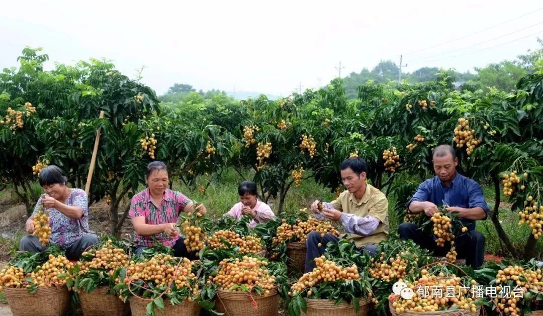 黄皮核能种吗_黄皮核怎样种_种植无核黄皮致富