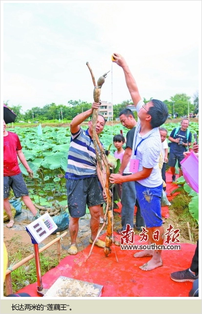 种植无核黄皮致富_黄皮核怎样种_黄皮核能种吗