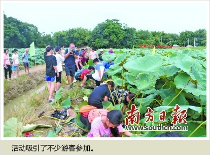 黄皮核怎样种_黄皮核能种吗_种植无核黄皮致富