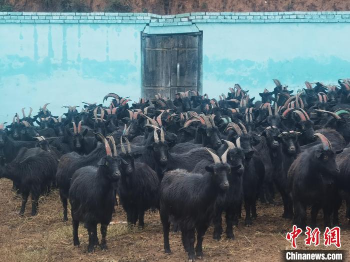 “黑山羊”变身“致富羊” 山西左权特色产业助农增收