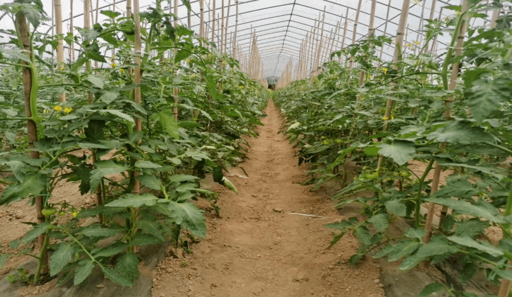 武汉种植致富_致富种植视频全集_武汉种植什么