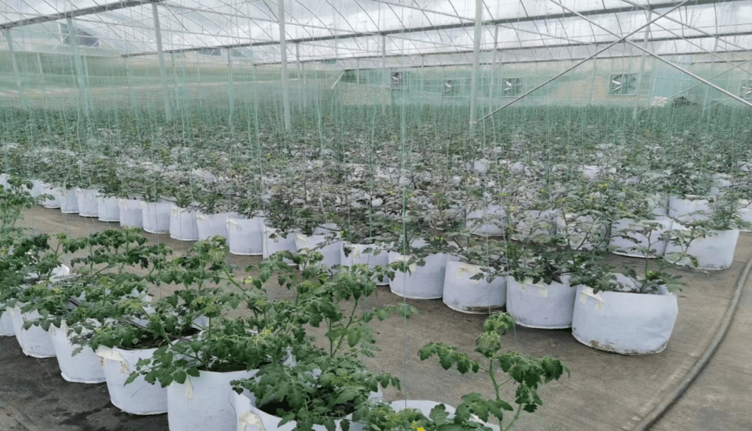 武汉种植什么_致富种植视频全集_武汉种植致富