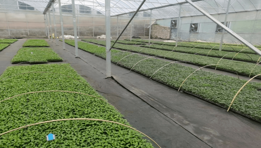 致富种植视频全集_武汉种植致富_武汉种植什么