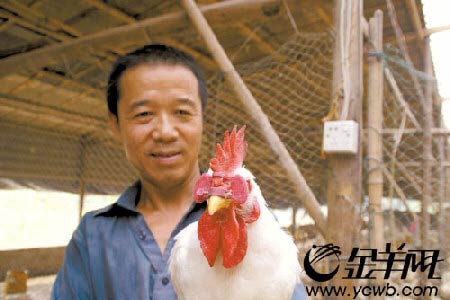 养殖户培育百万只苍蝇孵蛆喂鸡(组图)