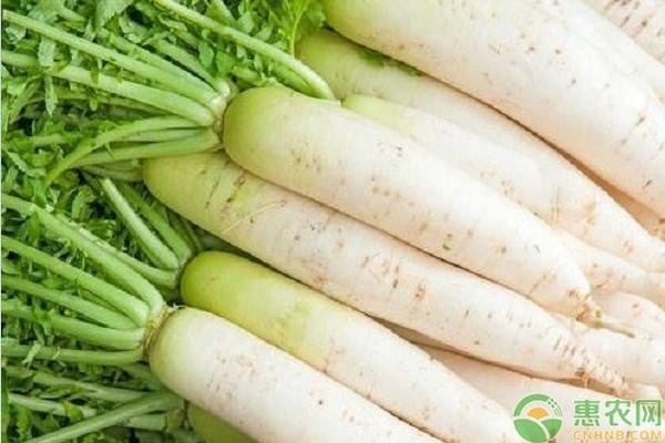11月份的时令蔬菜有哪些？