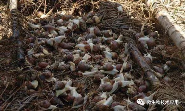 蜗牛养殖方法技术与管理_蜗牛养殖技术方法_蜗牛的养殖方法和注意事项