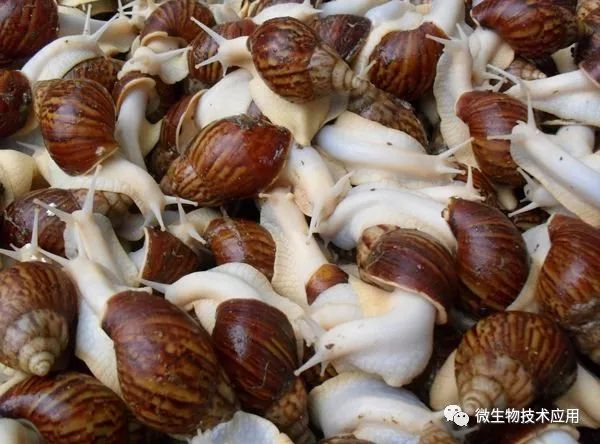 蜗牛养殖方法技术与管理_蜗牛养殖技术方法_蜗牛的养殖方法和注意事项