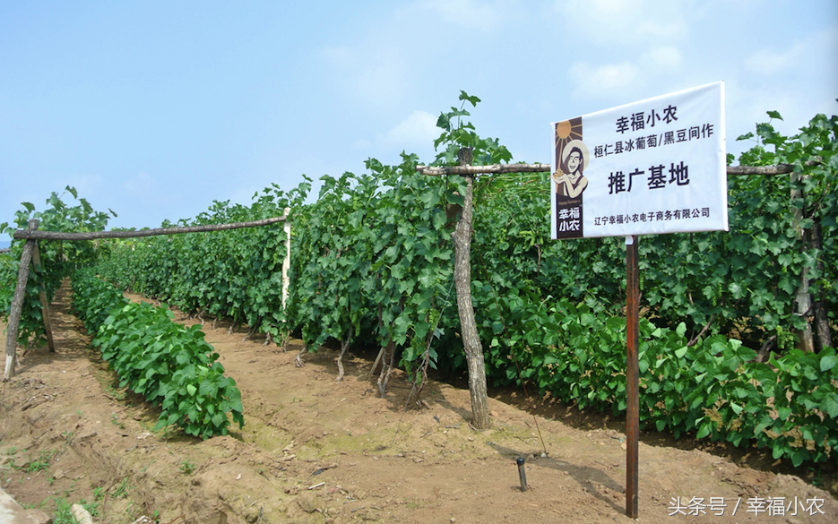 种植黑豆的方法_黑豆种植技术视频_小黑豆种植技术