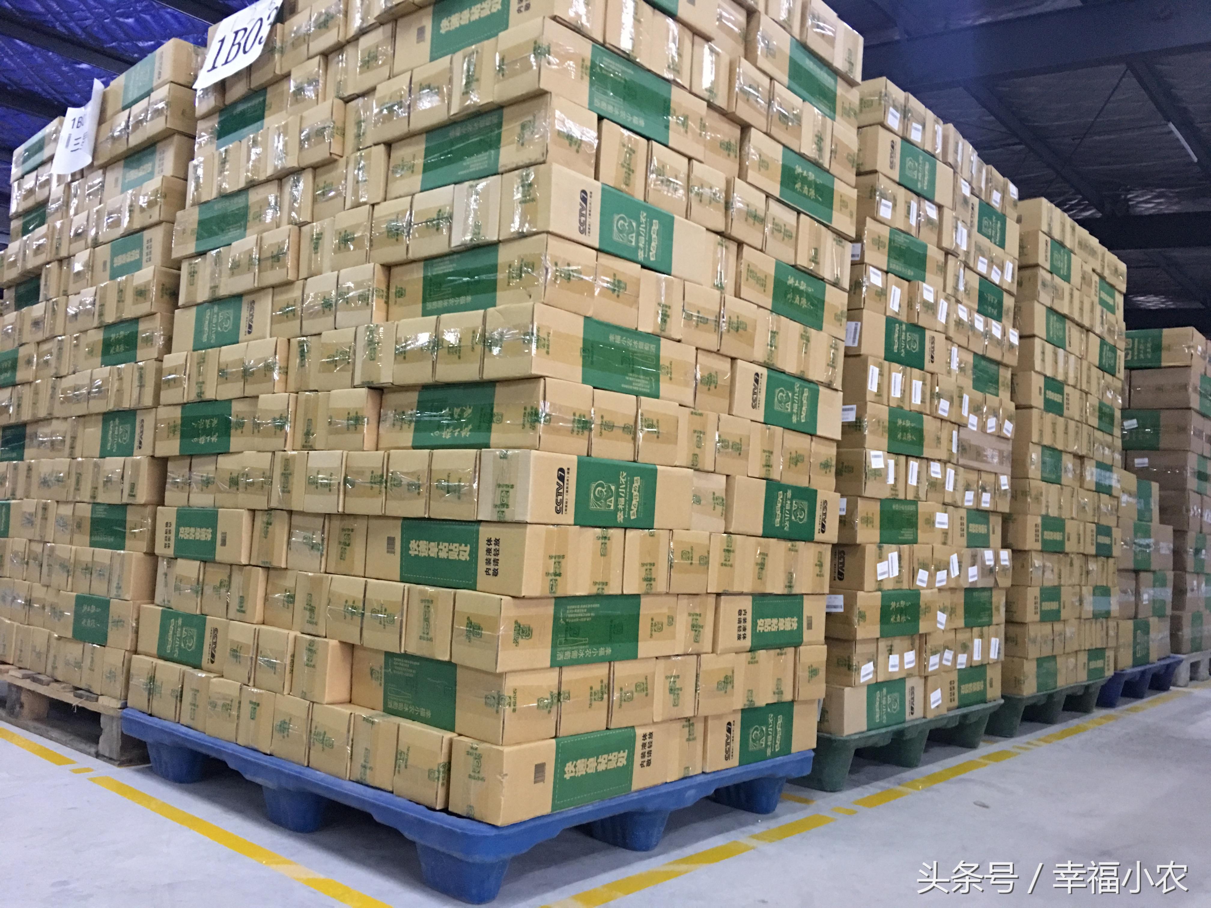 小黑豆种植技术_黑豆种植技术视频_种植黑豆的方法
