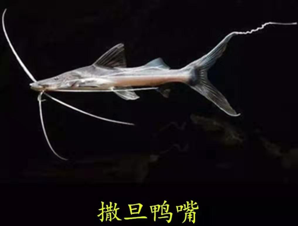 养殖鸭嘴鱼需要什么条件_养殖鸭嘴技术视频教程_鸭嘴的的养殖技术