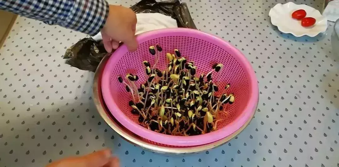 种植黑豆的方法_种植黑豆技术小结_小黑豆种植技术