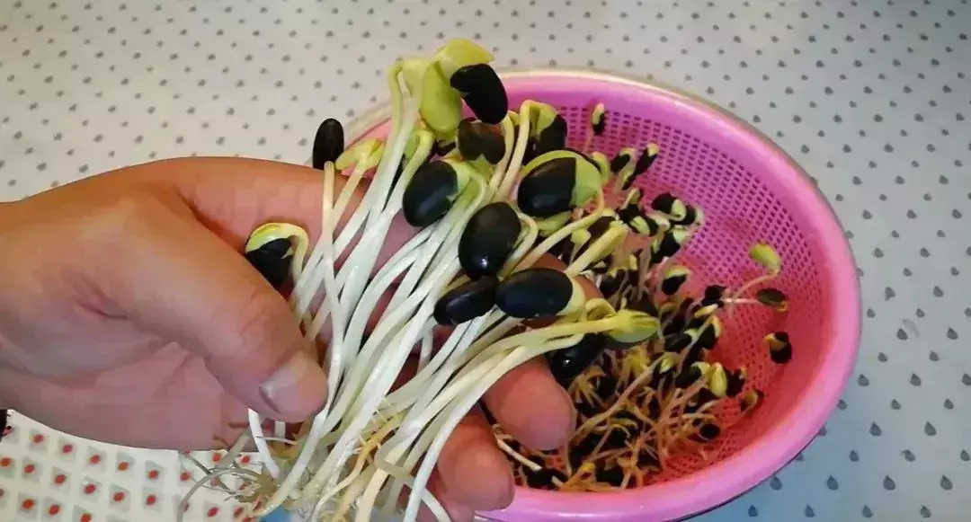 种植黑豆的方法_小黑豆种植技术_种植黑豆技术小结