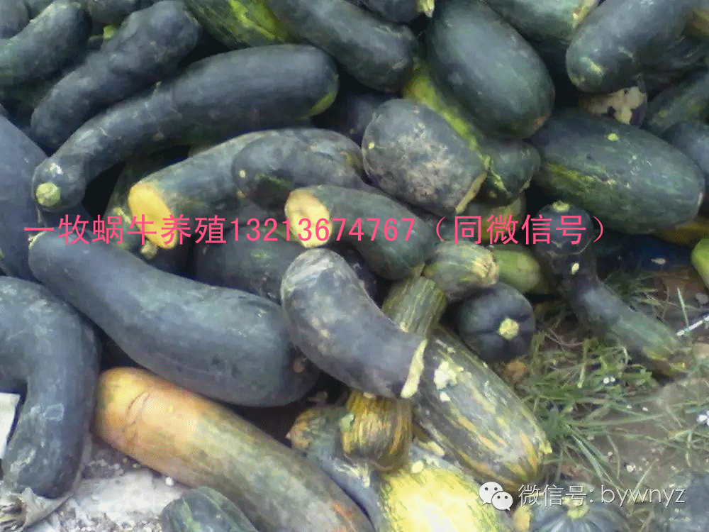 蜗牛养殖技术方法_蜗牛养殖方法技术大全_蜗牛养殖方法技术与管理