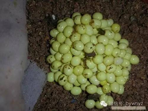 蜗牛养殖方法技术大全_蜗牛养殖技术方法_蜗牛养殖方法技术与管理