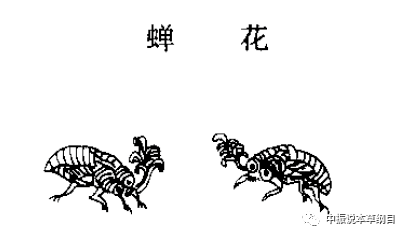 养殖蝉蛹的周期要多久_蝉蛹养殖视频_蝉蛹的养殖技术