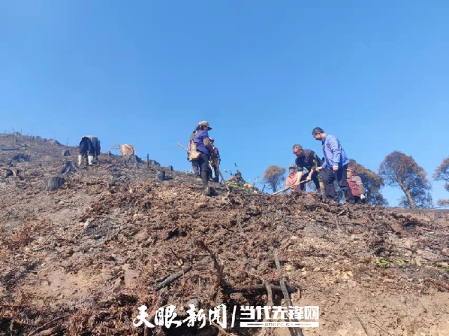 「四新四化蹲点采访」锦屏县启蒙镇：油茶树化身“致富树”助力乡村振兴