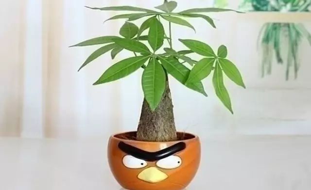 孔雀竹芋的养殖_孔雀竹芋的栽培方法_孔雀竹芋的养殖技术