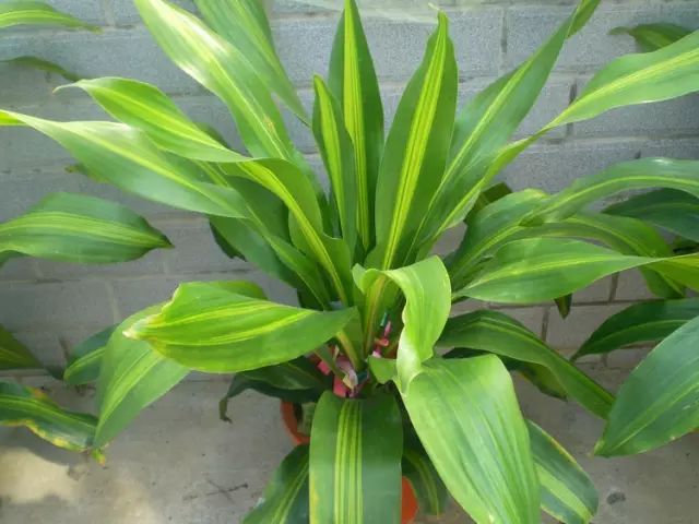 孔雀竹芋的养殖技术_孔雀竹芋的养殖_孔雀竹芋的栽培方法