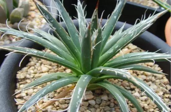 孔雀竹芋的养殖_孔雀竹芋的栽培方法_孔雀竹芋的养殖技术