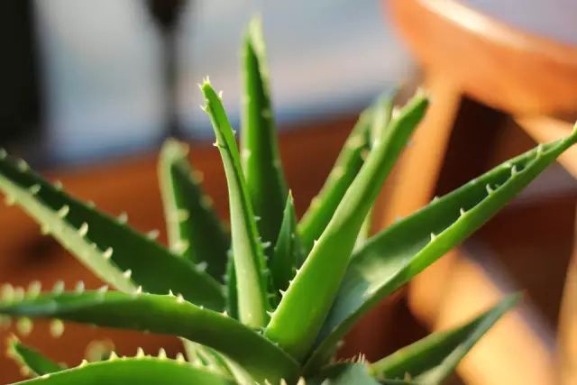 孔雀竹芋的养殖技术_孔雀竹芋的养殖_孔雀竹芋的栽培方法