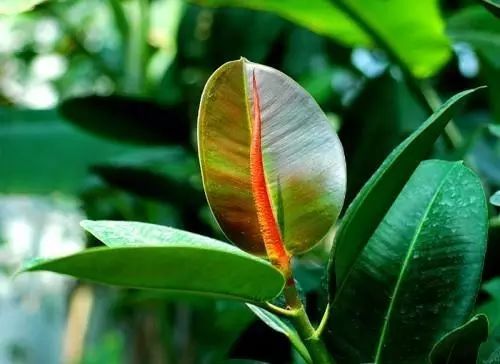 孔雀竹芋的养殖技术_孔雀竹芋的养殖_孔雀竹芋的栽培方法