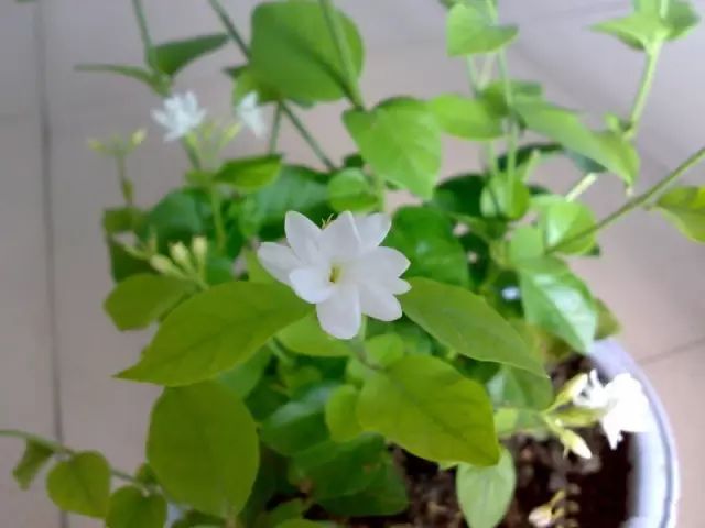孔雀竹芋的养殖技术_孔雀竹芋的养殖_孔雀竹芋的栽培方法