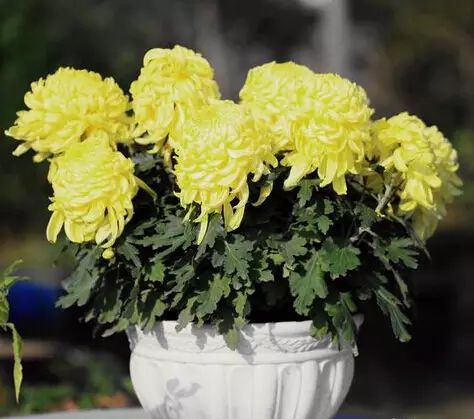 孔雀竹芋的栽培方法_孔雀竹芋的养殖_孔雀竹芋的养殖技术