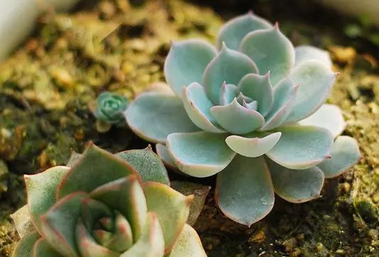 孔雀竹芋的栽培方法_孔雀竹芋的养殖技术_孔雀竹芋的养殖