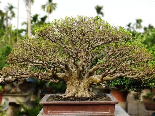 孔雀竹芋的养殖技术_孔雀竹芋的养殖_孔雀竹芋的栽培方法