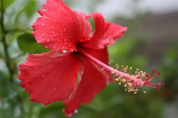 孔雀竹芋的养殖技术_孔雀竹芋的养殖_孔雀竹芋的栽培方法