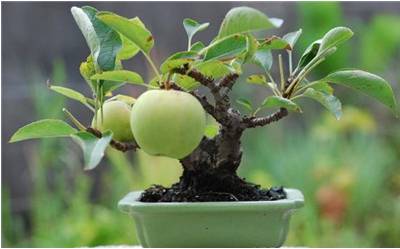 孔雀竹芋的养殖_孔雀竹芋的养殖技术_孔雀竹芋的栽培方法