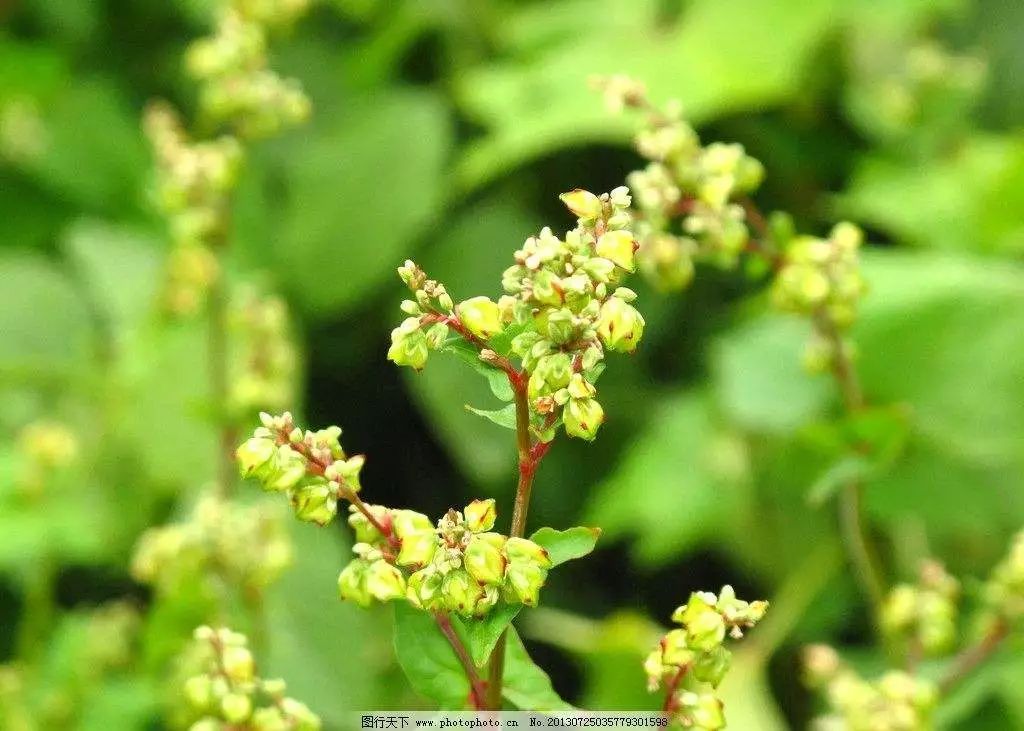 山西种植致富方法_山西省种植什么_山西种植基地在哪里