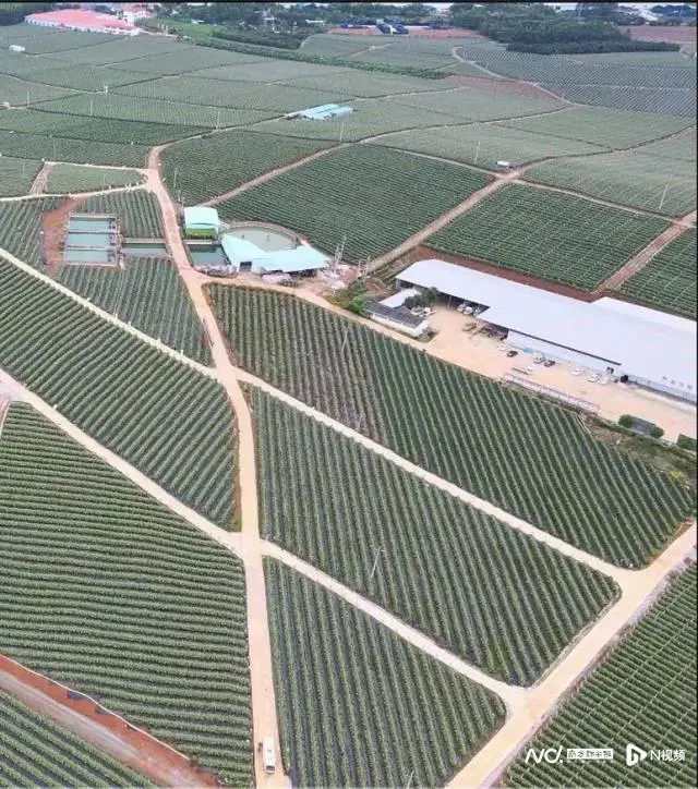 一人管理千亩基地！揭秘现代技术加持下的南宁火龙果产业