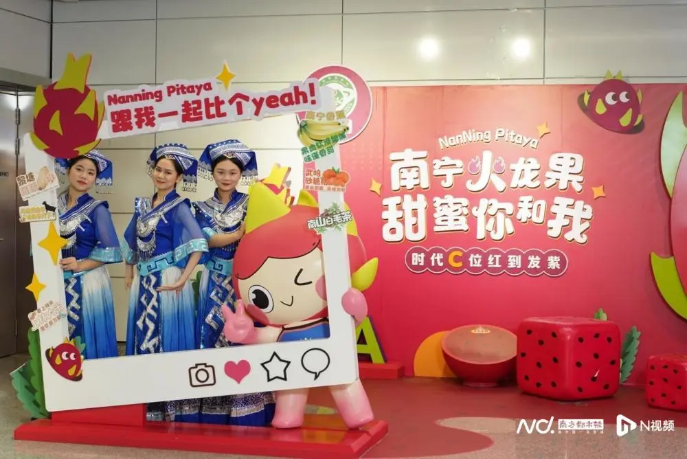 种火龙果致富视频_致富经 火龙果这样种_致富经种火龙果