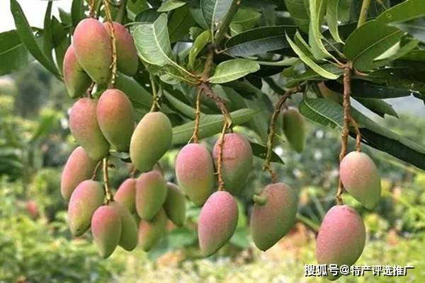 特产早知道——百色芒果
