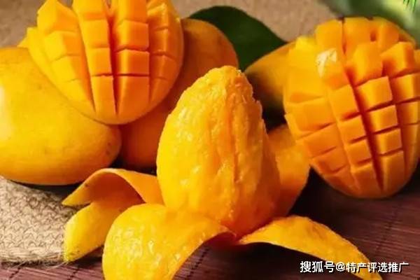 农村种植芒果致富_芒果种植赚钱吗_种植芒果成本及利润