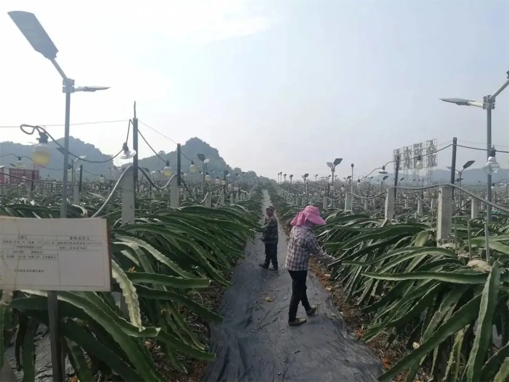 致富经种火龙果_致富经 火龙果这样种_种植火龙果效益怎么样