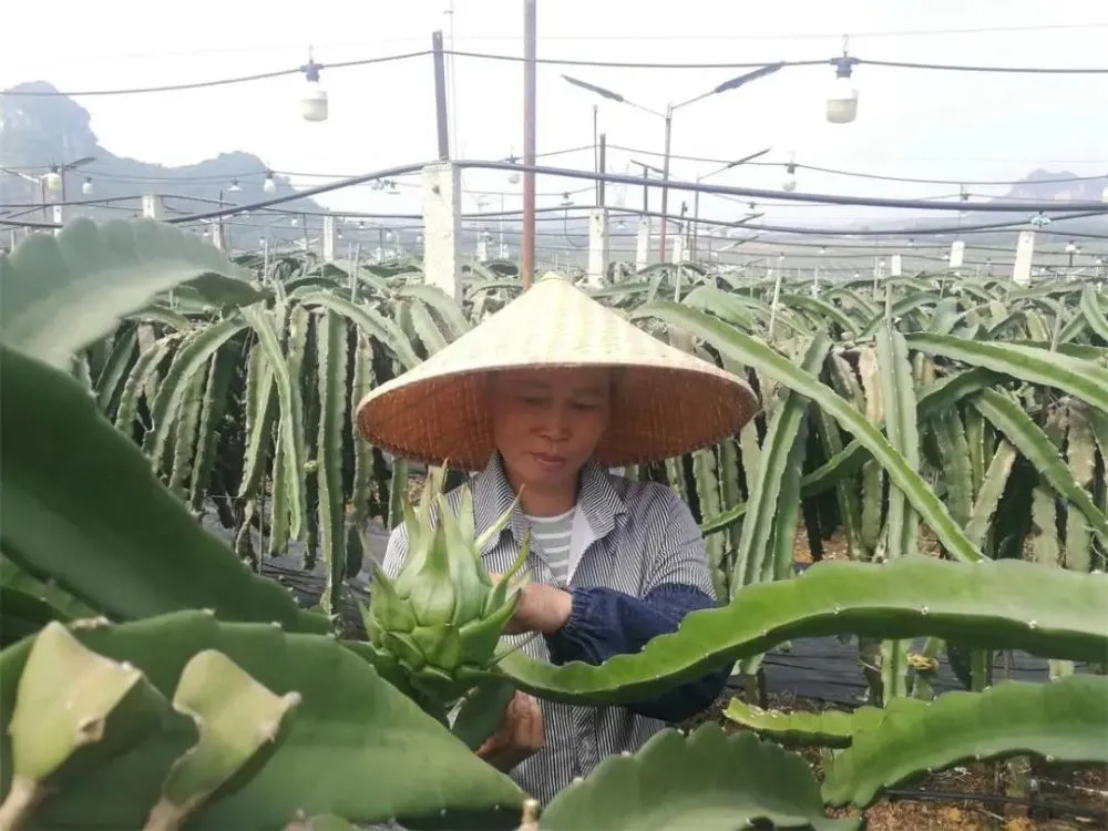 致富经种火龙果_致富经 火龙果这样种_种植火龙果效益怎么样