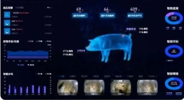 猪场养鱼视频_猪和鱼养殖技术_养猪鱼怎么玩