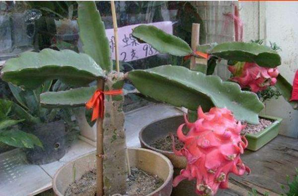 致富经 火龙果这样种_火龙果种植赚钱吗_致富果种火龙果好不好