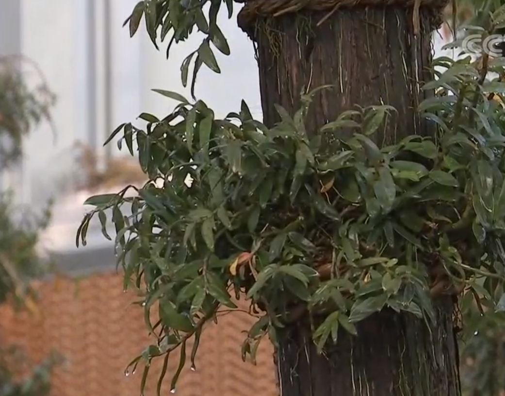 致富核桃种植技术视频_致富核桃种植方法_致富经种植核桃