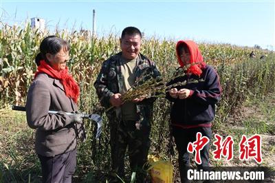 “今年合作社种了一百多亩芝麻，亩产能达到260斤，再加上油葵、油菜、黄豆和亚麻籽，油料所产的成品油年收入能达300余万元。”店上镇温村红山油料种植专业合作社理事长张爱国说。潞城新闻中心供图