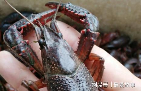 致富经龙虾养殖技术视频_养龙虾的致富经_致富经小龙虾养殖技术视频