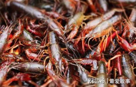 致富经龙虾养殖技术视频_致富经小龙虾养殖技术视频_养龙虾的致富经