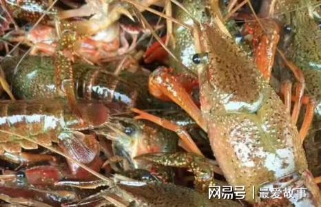 养龙虾的致富经_致富经龙虾养殖技术视频_致富经小龙虾养殖技术视频