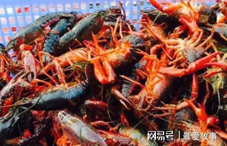 致富经龙虾养殖技术视频_致富经小龙虾养殖技术视频_养龙虾的致富经